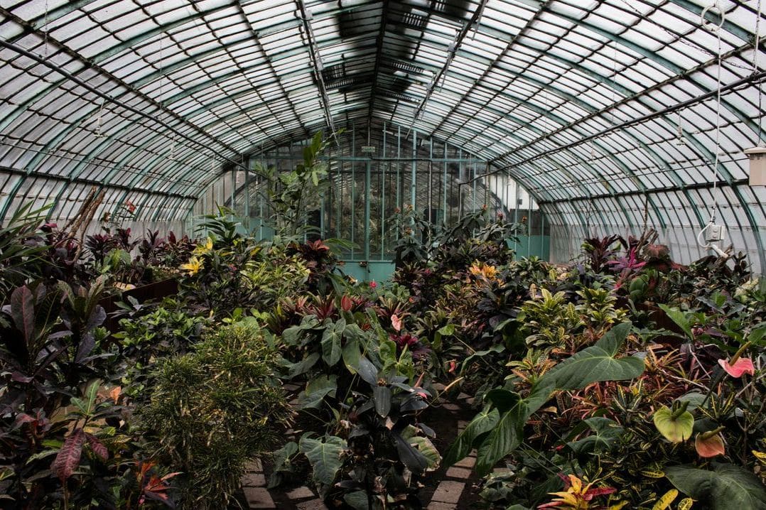 Operational Planning for a Specialty Plant Greenhouse