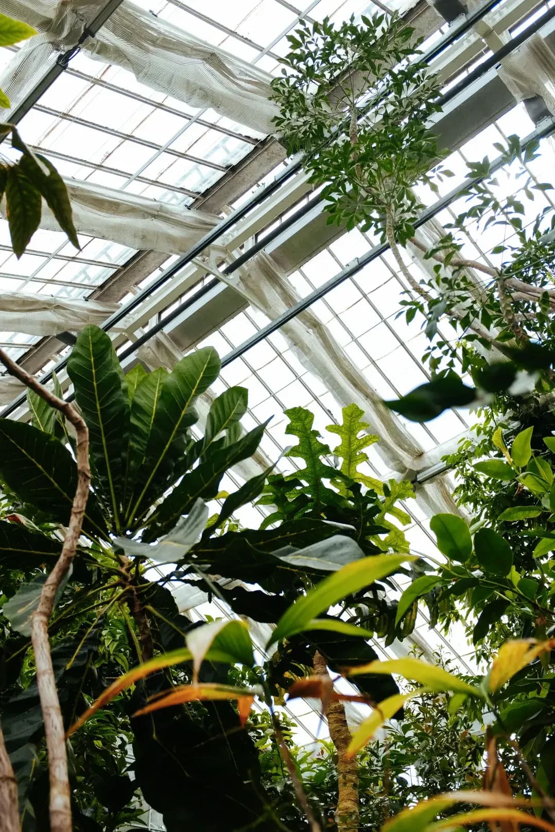 Evergreen Glasshouse 8