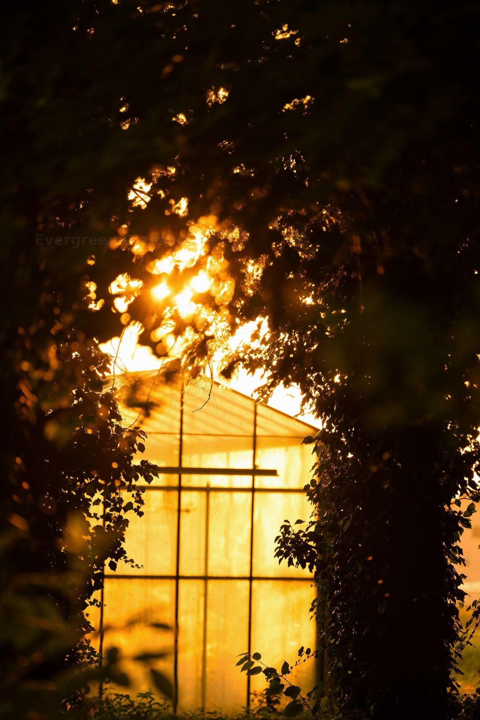 Evergreen Glasshouse